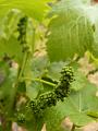 Vitis vinifera 'Shiraz', National Wine Centre, near Adelaide Botanic Gardens P1080853